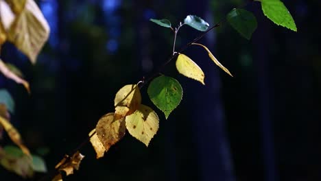 Primer-Plano-De-Hojas-De-Abedul-Amarillas-Y-Verdes-Ondeando-En-El-Viento