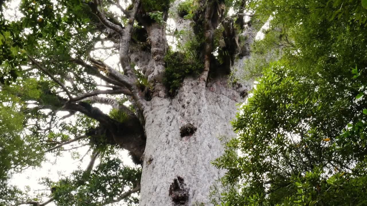 agathis australis kauri 나무의 총을 닫습니다 araucariaceae 가족의 침엽수 나무