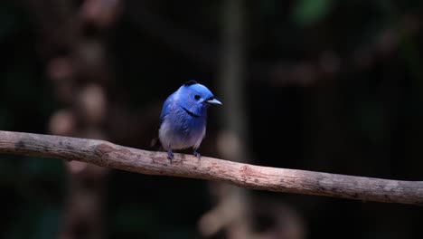 Die-Kamera-Zoomt-Heraus-Und-Gleitet-Nach-Links,-Während-Er-Seinen-Schnabel-An-Der-Stange-Abwischt,-Schwarznackenmonarch-Hypothymis-Azurea,-Männlich,-Thailand