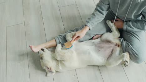 the owner combs the fur of his beloved dog, sitting on the floor in the house