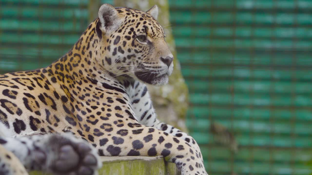 A majestic jaguar remains still, attentively observing its surroundings. A powerful yet serene moment in a wildlife rescue center.
