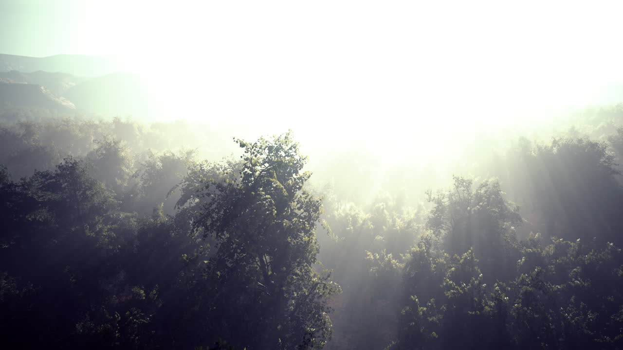 안개가 산의 숲을 감싸고 있습니다.