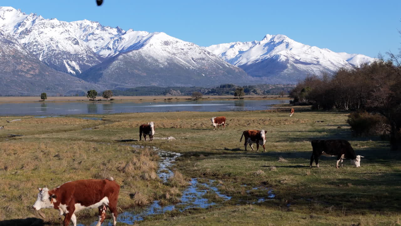 взгляд с воздуха на пастбище крупного рогатого скота в живописном патагонском ландшафте с горным хребтом анд. аргентина.