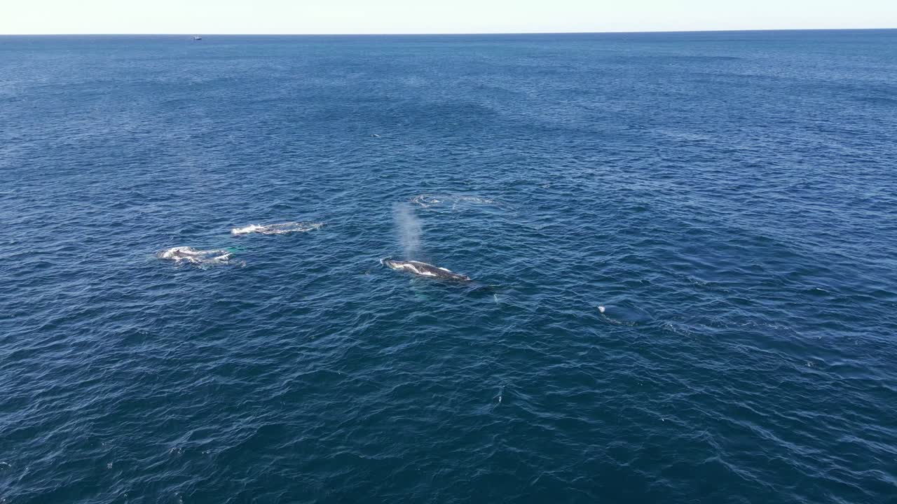 시드니 해안선 에 이주 하는 동안 태평양 에 있는 고래 들 의 무리