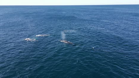 un grupo de ballenas en el océano pacífico durante la migración en la costa de sydney
