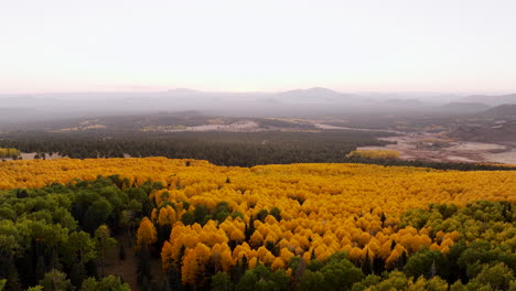 dense aspen forest colored yellow during fall with thick conifer tree stand sprawling into distance