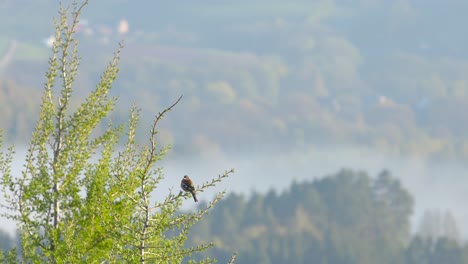 European-goldfinch-sitting-on-the-top-of-a-tree-looking-into-the-misty-landscape