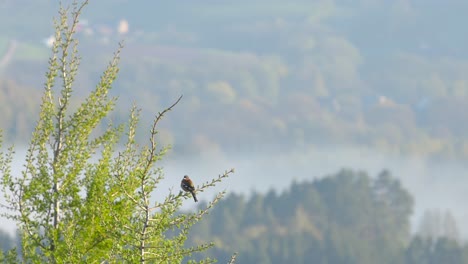 european goldfinch sitting on the top of a tree looking into the misty landscape