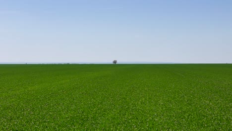 side aerial view over a vast green wheat field with a tree in the middle