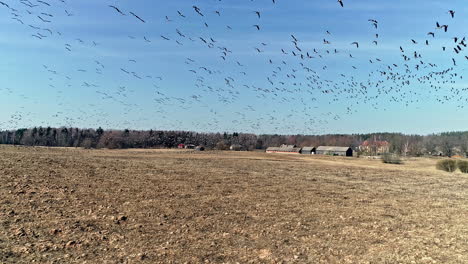 flock of migratory birds flying over the fields in the countryside on a sunny day