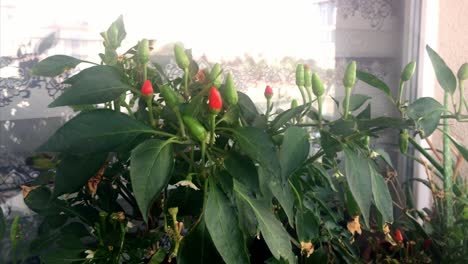 a potted pepper on the balcony.