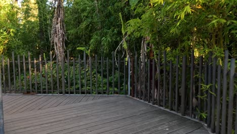 a serene walk through lush bamboo scenery