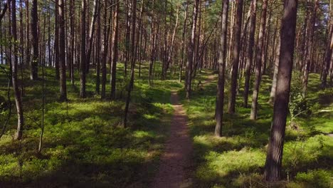 Bosque-De-Pinos-Silvestres-Con-Musgo-Verde-Bajo-Los-árboles,-Tiro-Aéreo-Lento-Moviéndose-Bajo-Entre-Los-árboles-En-Un-Soleado-Y-Tranquilo-Día-De-Primavera,-Camino,-Cámara-Avanzando