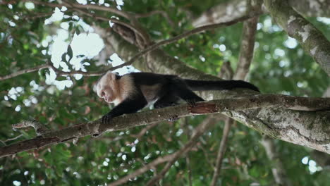 young panamanian white-faced capuchin monkey overhead in tree, slow motion