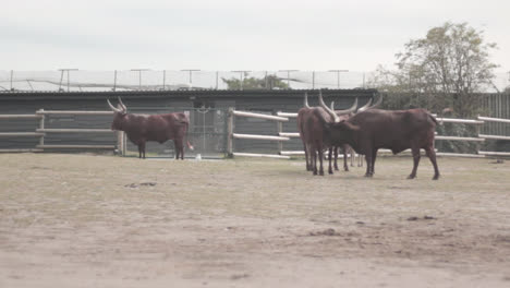 Herd-of-Ankole-Watusi-in-the-enclosure-of-West-Midlands-Safari-Park,-England