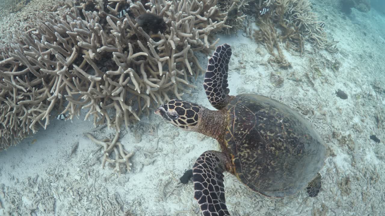A swimmers view observing a Hawksbill turtle swimming in the shallow waters of a coral quay