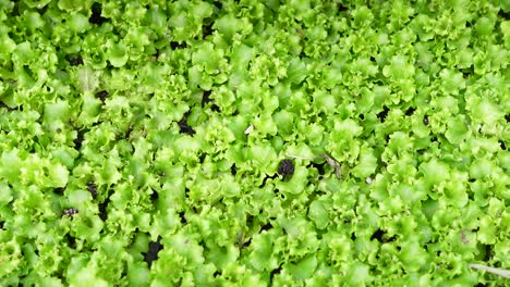 closeup of fresh green lettuce plants