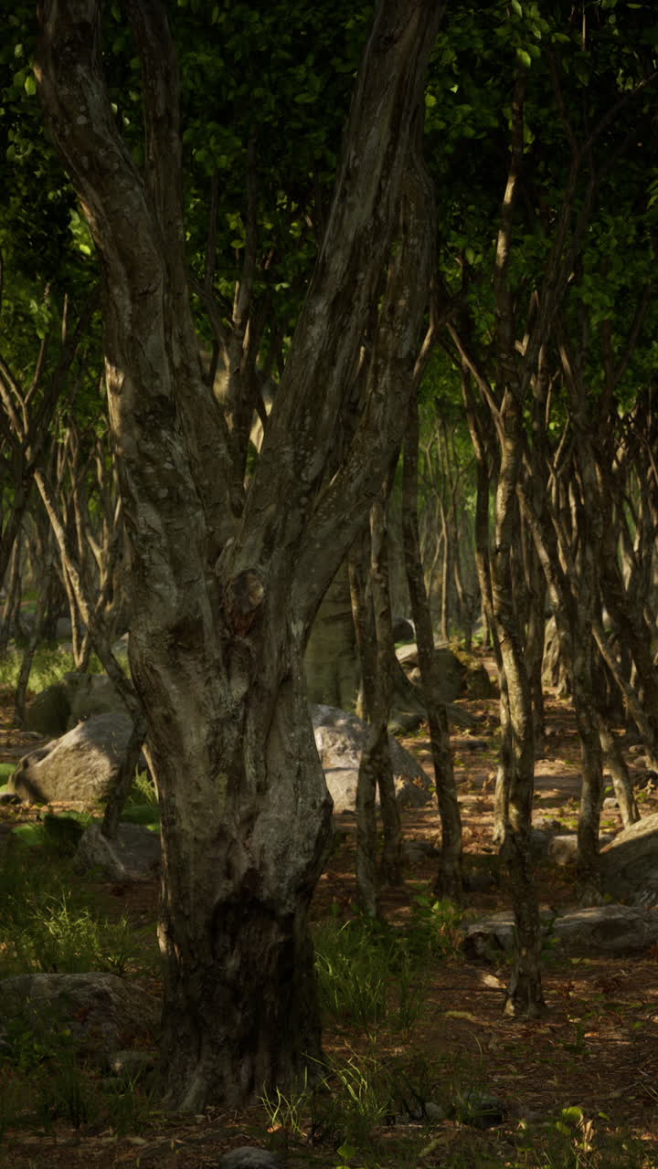 울창 한 숲 을 가로지르는 빛 의 길