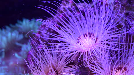 underwater flower