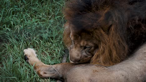 macho adulto panthera leo lamiéndose mientras descansa sobre hierba verde en áfrica