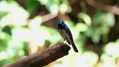 perched on top of a broken branch facing right and then flies away to the left, hainan blue flycatcher cyornis hainanus thailand