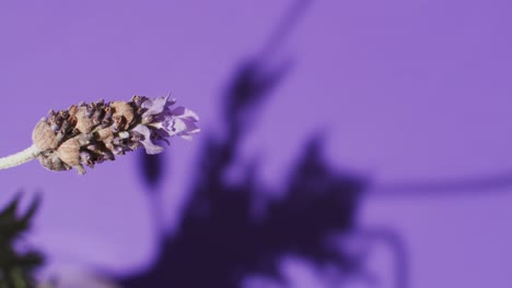 Video-of-lavender-flowers-and-leaves-with-copy-space-on-purple-background