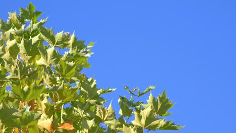 autumn leaves on the blue background in 4k slow motion 60fps