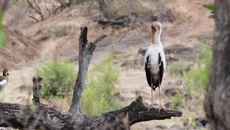 Putzender-Gelbschnabelstorch-Mit-Einer-Wildgans-In-Der-Nähe