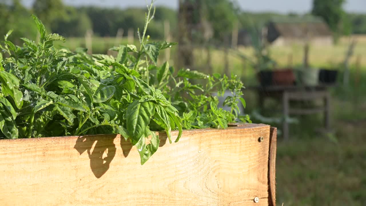 야외 가정 정원에서 자라는 신선한 녹색 바질 가까이, 햇살 가득한 따뜻한 햇살이 가까이 있습니다.