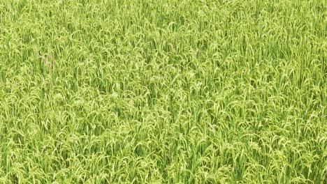 fotografía de un avión no tripulado de campos de arroz con cosechas maduras listas para ser cosechadas