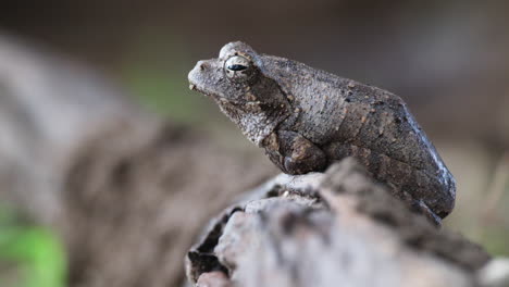 closeup of grey foam-nest tree frog sitting on wood in the forest