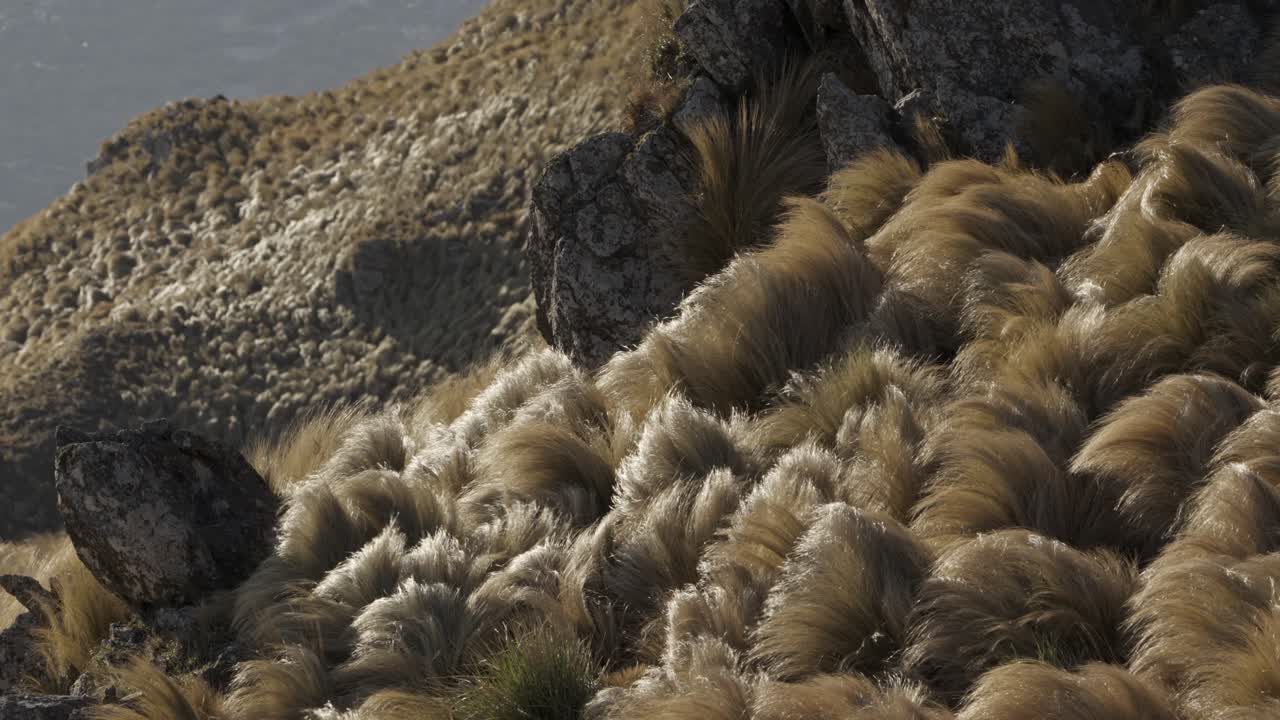 vista panorámica de un pasto de la ladera de la montaña que se balancea suavemente en el viento
