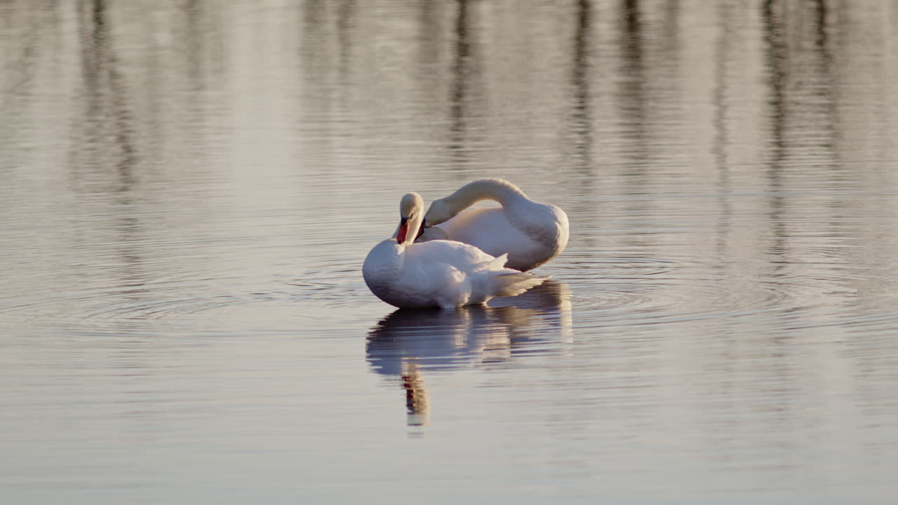 In the soft light of dawn, two swans freshen up in slow motion, shaking off sleep.