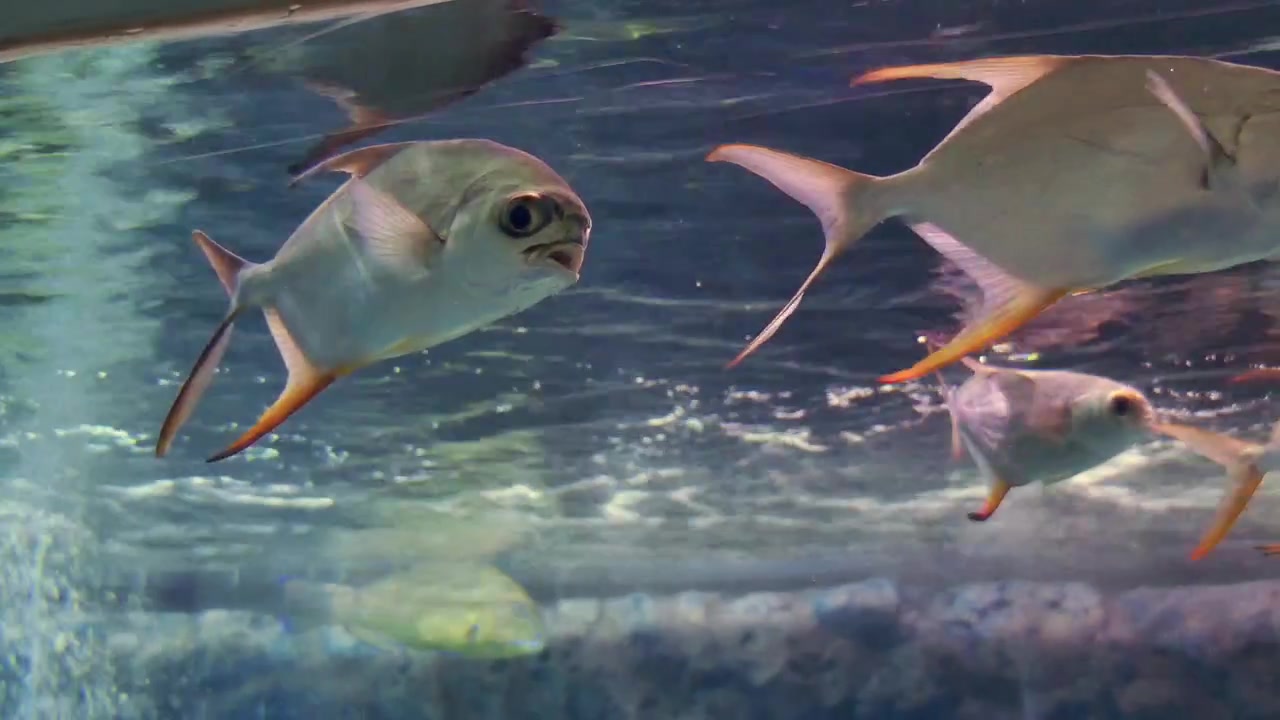 Des poissons argentés glissent dans l'eau d'un aquarium, mettant en valeur leurs corps élancés et leurs nageoires vibrantes. Idéal pour les projets de biologie marine ou le contenu sur le thème des aquariums.