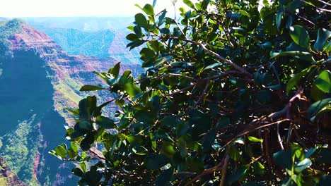 HD-Hawaii-Kauai-Zeitlupenboom-Links-Von-Den-Büschen,-Um-Den-Waimea-Canyon-Mit-Einem-Wasserfall-In-Der-Ferne-Im-Mittelbild-Freizulegen