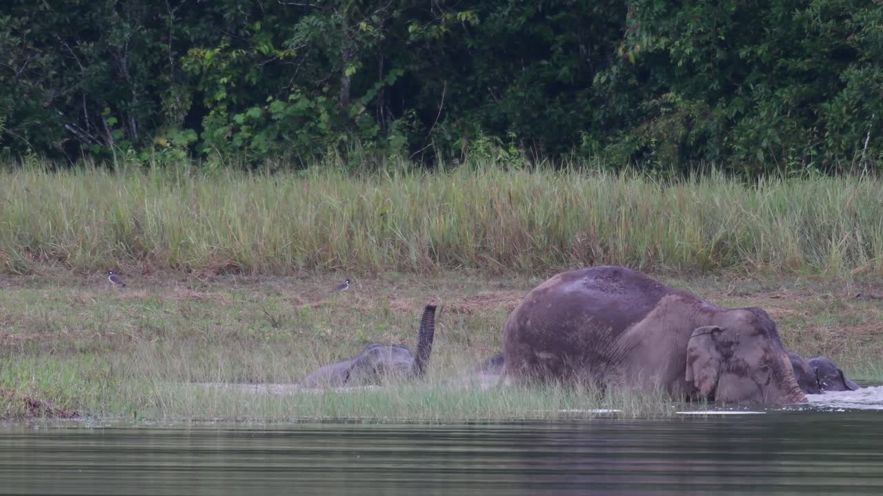 los elefantes asiáticos están en peligro y esta manada se divierte jugando y bañándose en un lago en el parque nacional khao yai