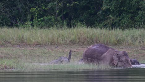 Los-Elefantes-Asiáticos-Están-En-Peligro-Y-Esta-Manada-Se-Divierte-Jugando-Y-Bañándose-En-Un-Lago-En-El-Parque-Nacional-Khao-Yai