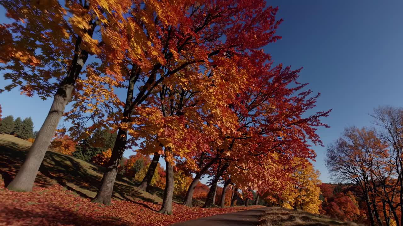 Dynamic low-angle video captures vibrant autumn trees lining a winding path, showcasing rich reds