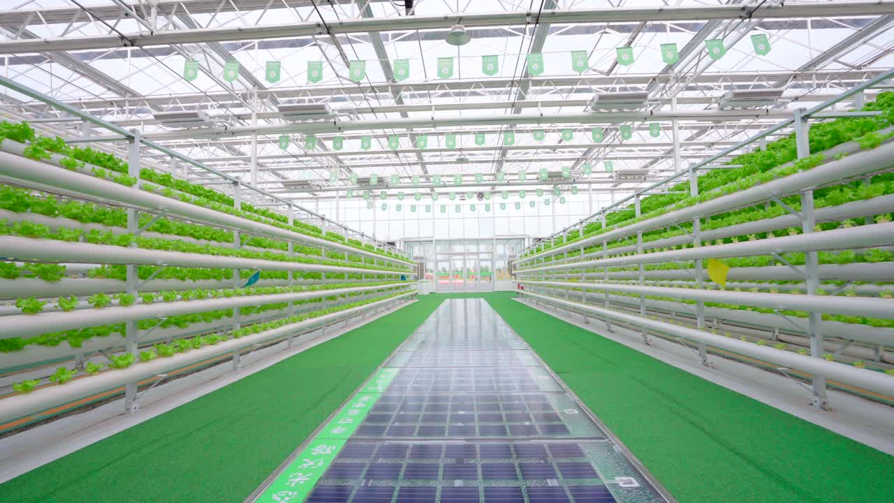 Soilless cultivation，Lettuce planting，Science and technology agriculture，Greenhouse