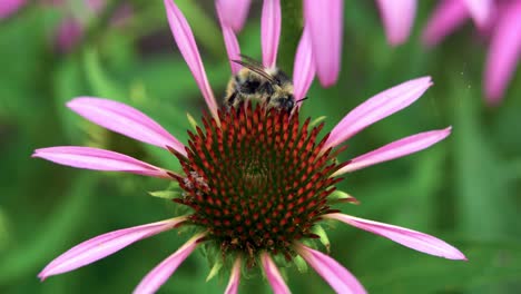 Abeja-De-Miel-En-Coneflower-Púrpura---Disparo-Macro