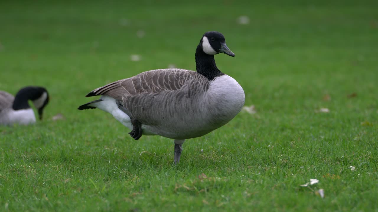 거위는 한 발과 다리를 깃털 아래에 집어넣어 따뜻하게 유지합니다.