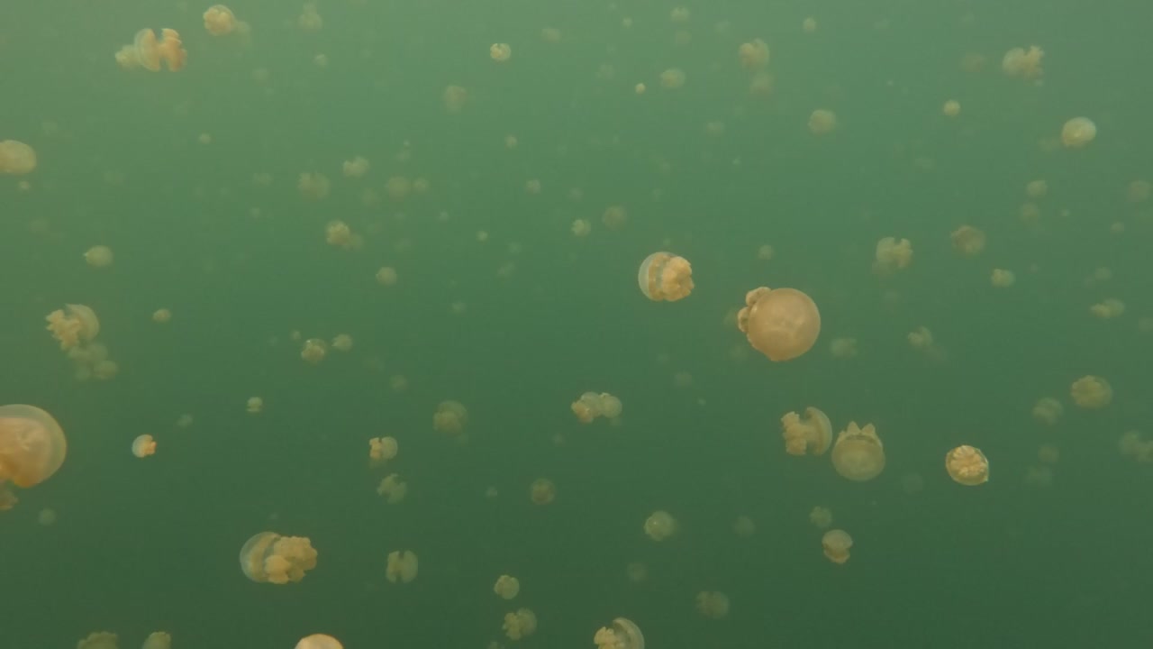 Migliaia di piccole meduse senza pungiglione che nuotano in uno spazio confinato di un lago millenario nel Parco Nazionale di Raja Ampat