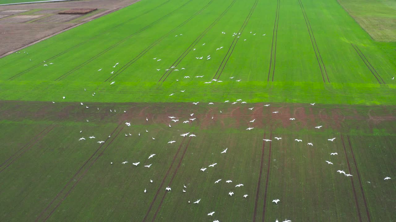 Aerial View of Birds Flying Over a Green Field