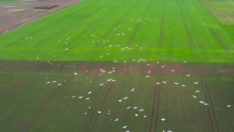 aerial view of birds flying over a green field