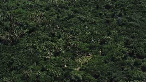 Flying-high-over-shallow-green-ocean-water-viewing-dense-green-forest