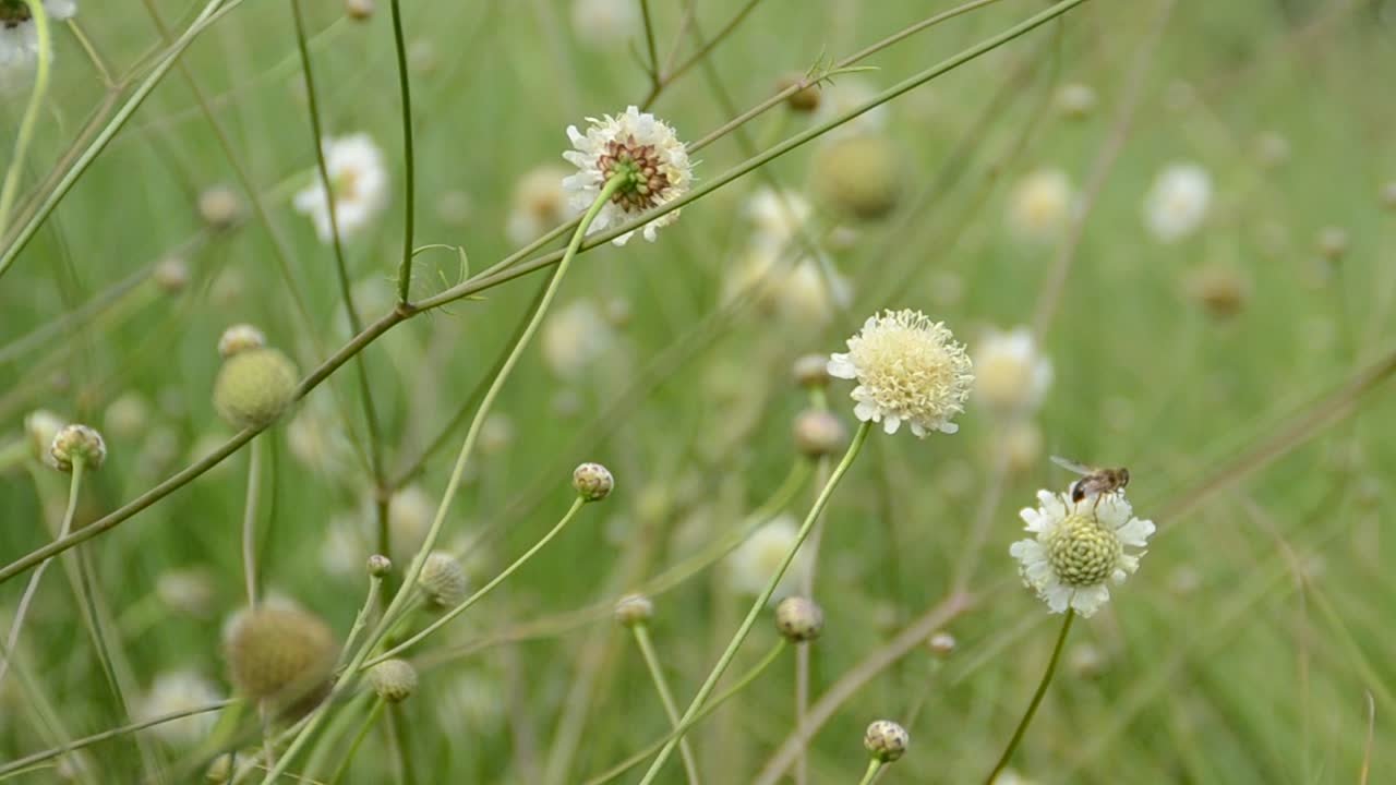 erba