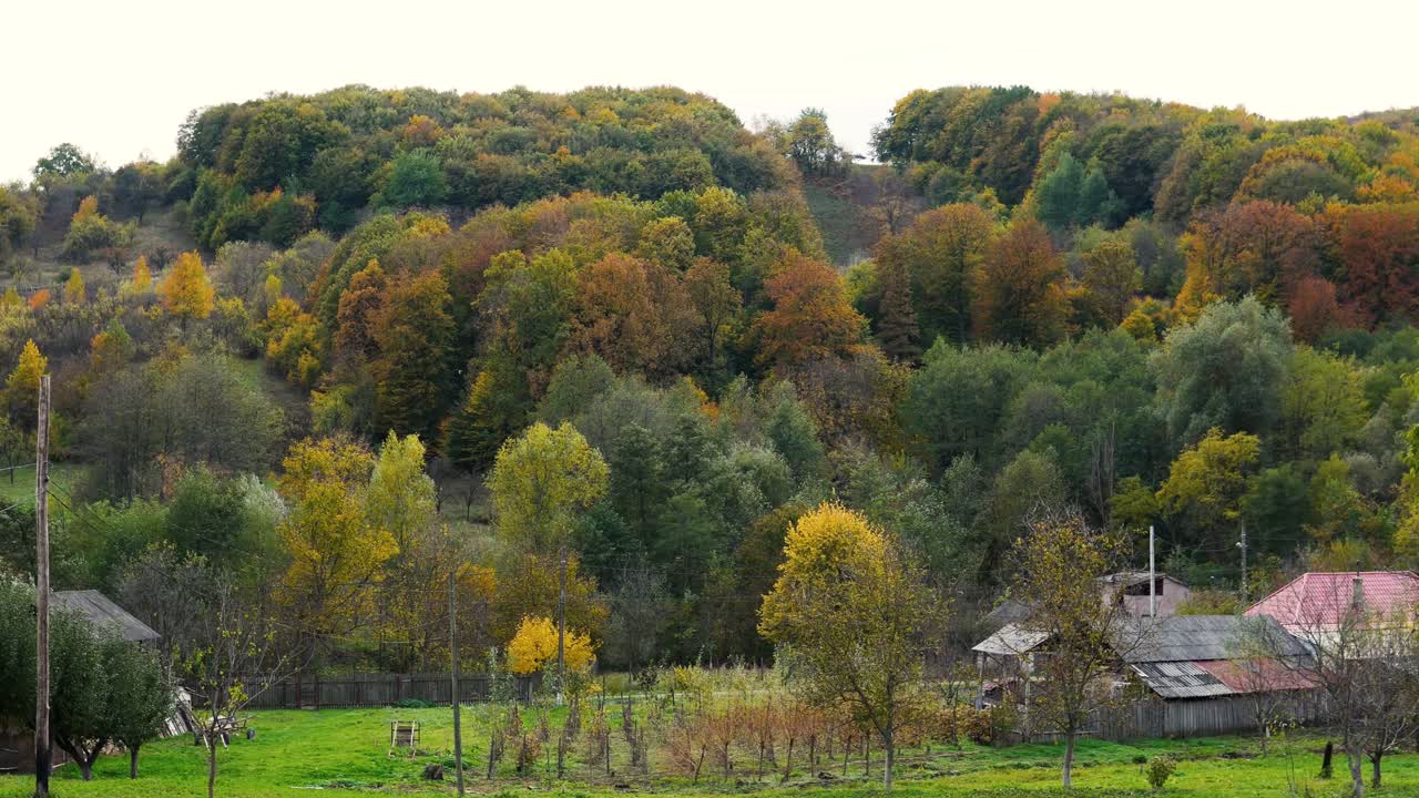 다양한 색상의 숲의 가을 풍경