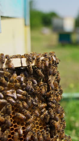busy working bees crawling over the frame. honey cells filled with honey but not sealed yet. bee hives in blur at the background. close up. vertical video
