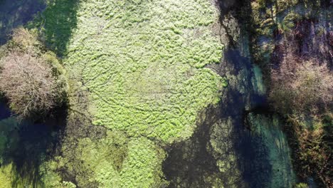 Überkopf-Abstiegsschuss-über-Algen-Auf-Einem-See-Bei-Otterhead-Lakes-Im-Südwesten-Englands-An-Einem-Hellen,-Sonnigen-Morgen