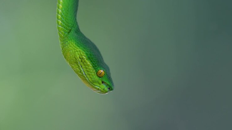 Die Weißlippen-Bambusotter ist eine giftige Grubenotter, die in Südostasien endemisch ist und oft nachts auf einem Ast oder Zweig eines Baumes in der Nähe eines Gewässers mit reichlich Beutetieren wartend gefunden wird
